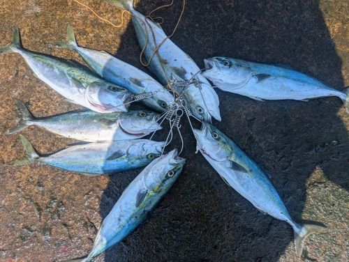 フクラギの釣果