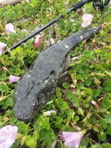 マゴチの釣果