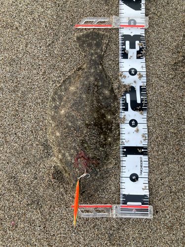 ヒラメの釣果