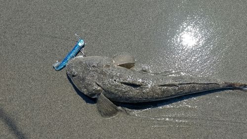 マゴチの釣果