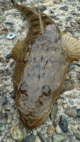 マゴチの釣果