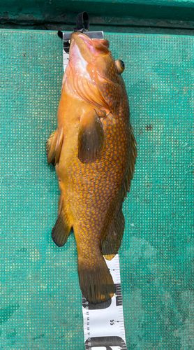 アコウの釣果