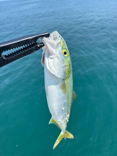 ワカシの釣果