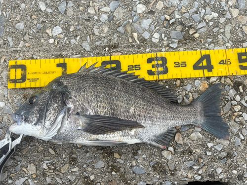 クロダイの釣果
