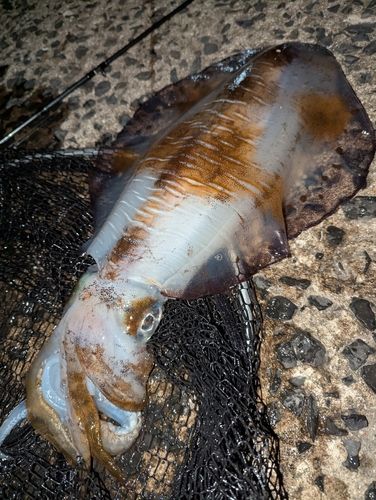 アオリイカの釣果