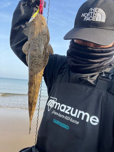 マゴチの釣果