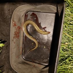 ウナギ