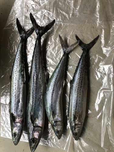 サゴシの釣果