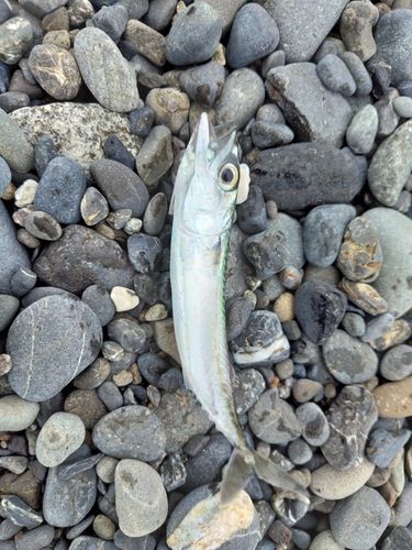 サバの釣果