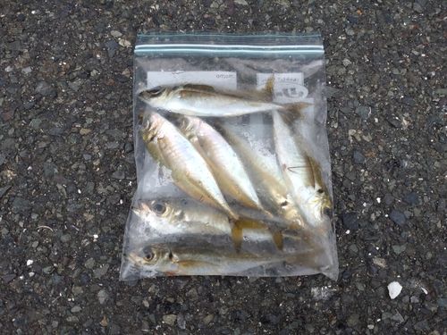 アジの釣果
