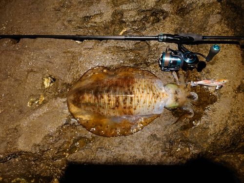 アオリイカの釣果