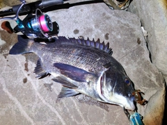 チヌの釣果