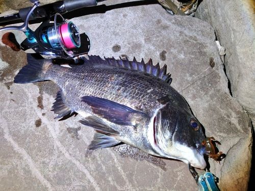 チヌの釣果