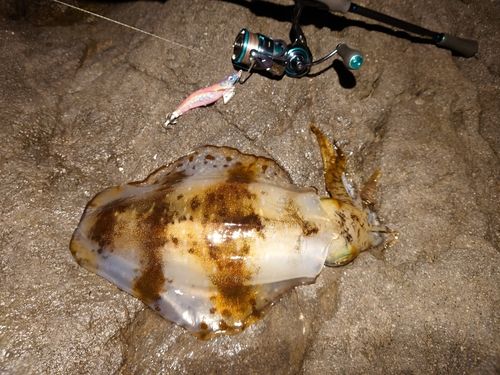 アオリイカの釣果