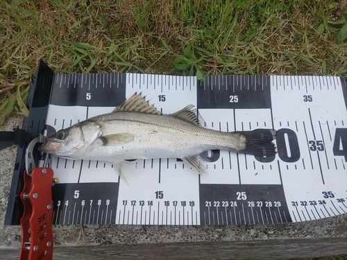 シーバスの釣果