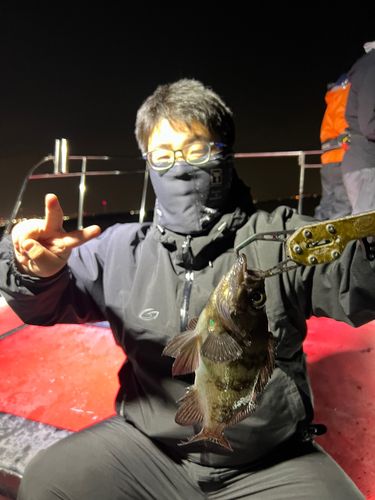 アカメバルの釣果