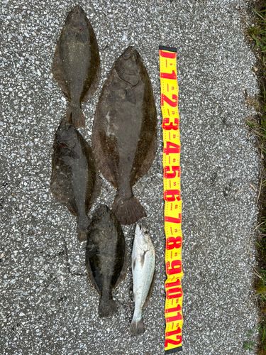 ヒラメの釣果