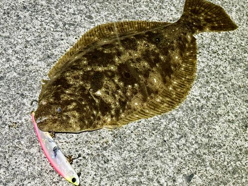 ヒラメの釣果