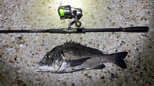 チヌの釣果