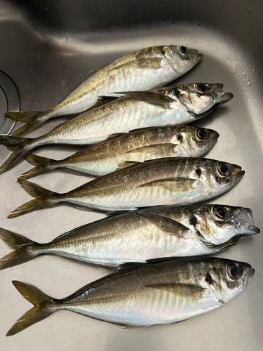 アジの釣果