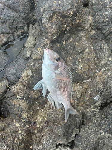 メイチダイの釣果