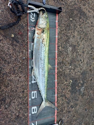 サゴシの釣果