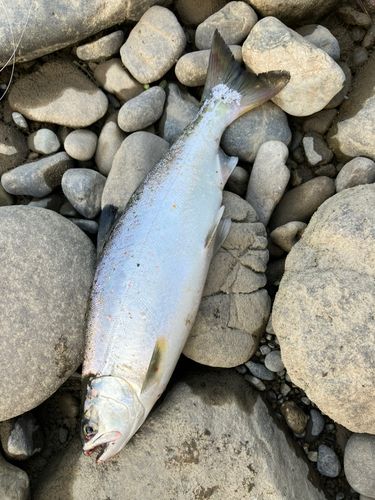 アマゴの釣果