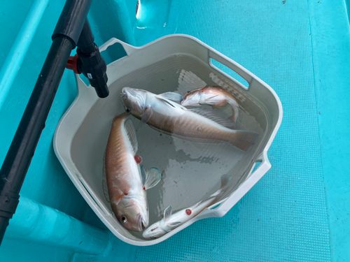 シロアマダイの釣果