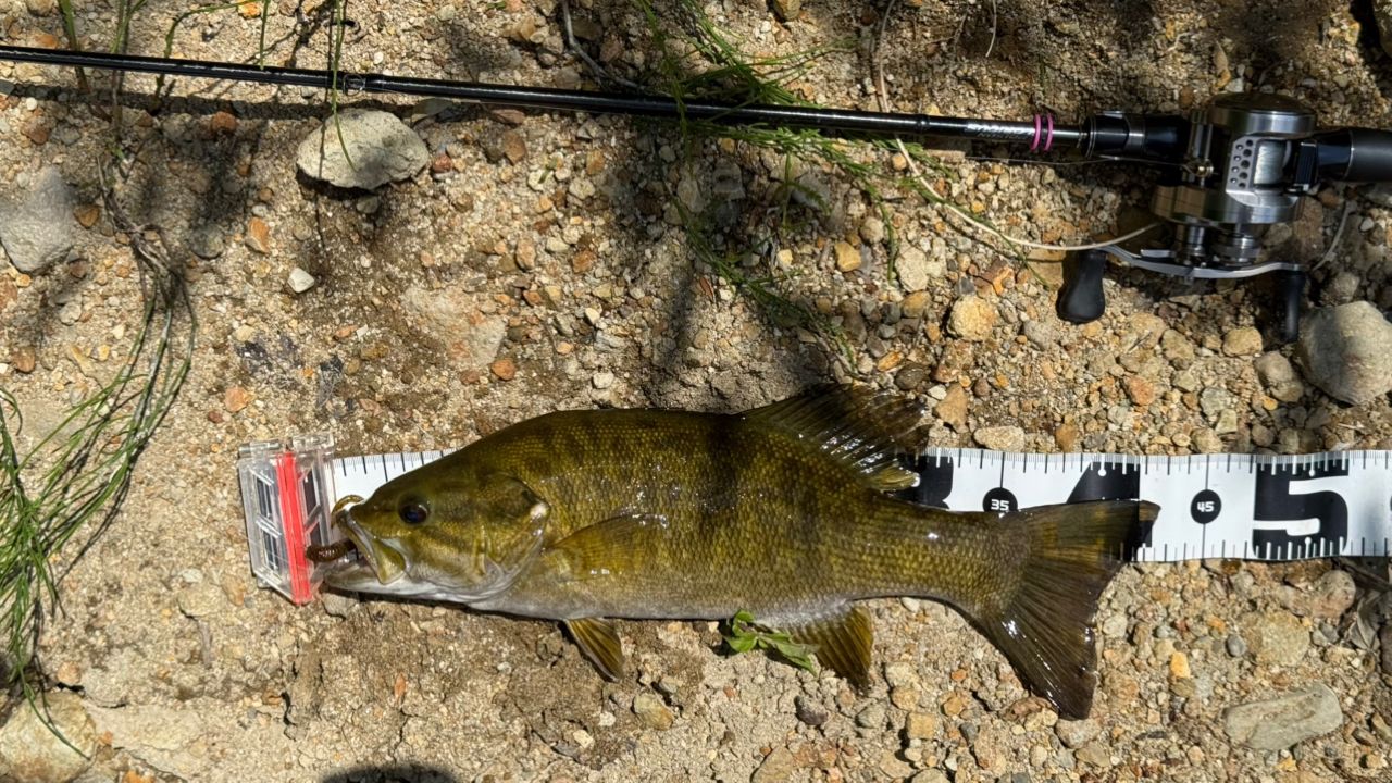 スモールマウスバス