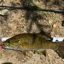 スモールマウスバス