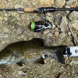 スモールマウスバス