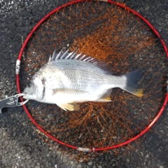 キビレの釣果