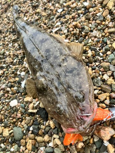 マゴチの釣果