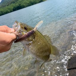 スモールマウスバス