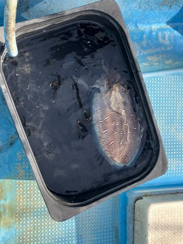 コウイカの釣果