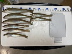 シロギスの釣果