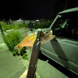 ネンブツダイ