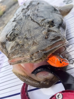 マゴチの釣果