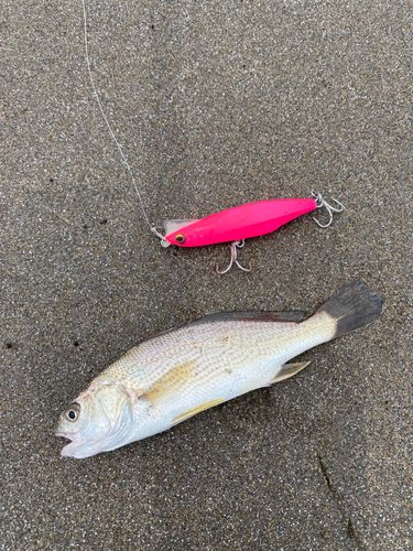 イシモチの釣果
