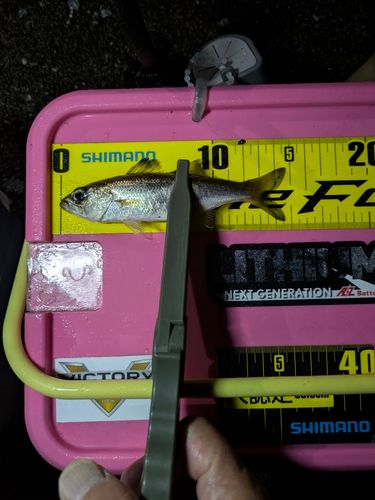 クロムツの釣果