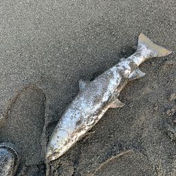 アメマス