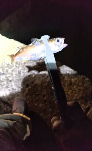 クロムツの釣果