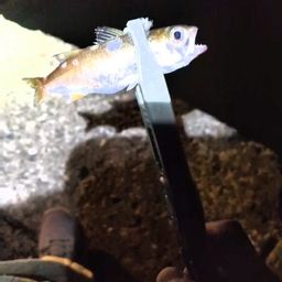 クロムツ
