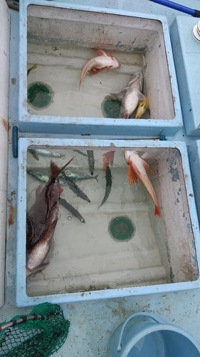 タイの釣果