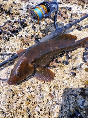 アイナメの釣果