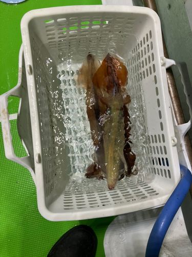 アカイカの釣果