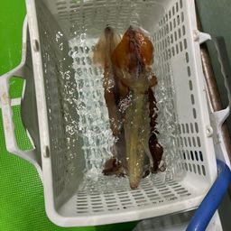 アカイカ