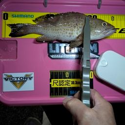 オオモンハタ