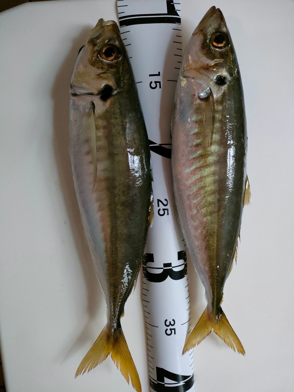 アジ