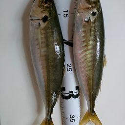 アジ